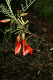 Sutherlandia frutescens RCP5-10 081.jpg
